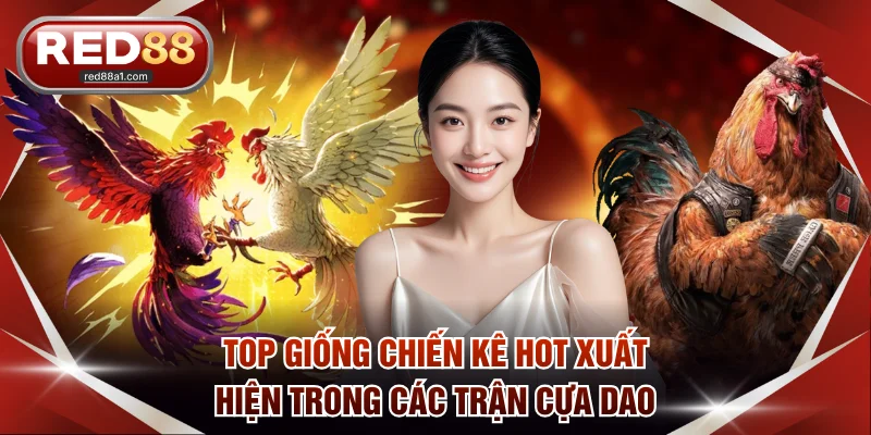 Top giống chiến kê hot xuất hiện trong các trận cựa dao